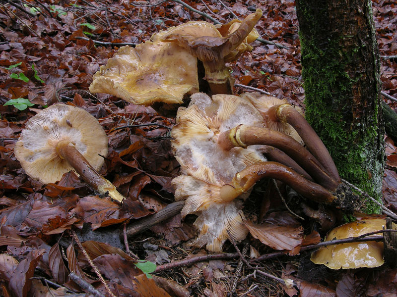 Funghi di sabato 08 novembre.